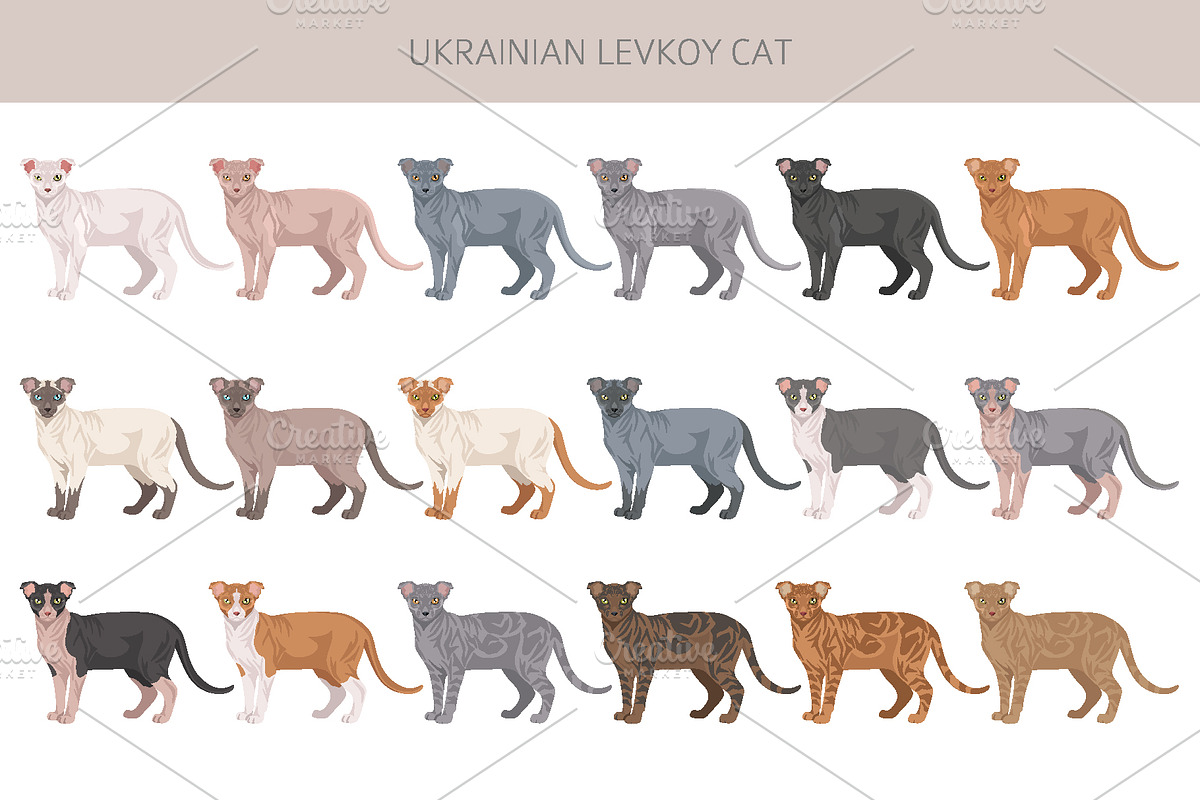 Ukrainian Levkoy cat clip art, an Animal Illustration by pet design shop (Photo 2 of 5)