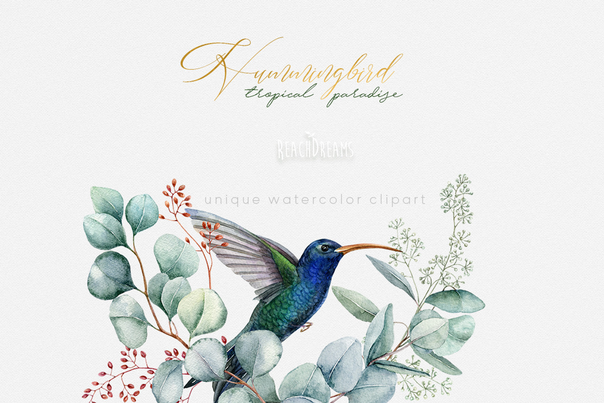 Hummingbird Birds Collection, an Illustration by ReachDreams (Photo 5 of 5)