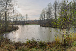 autumn swamp in the forest, a Photo by Pictures for you!!!!!!!!!