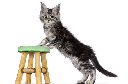 Silver cat kitten on white background, a Photo by Cat'chy Images by Nynke
