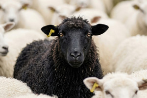 Unique Black Sheep in a Flock, an Animal Photo by Virgo Studio