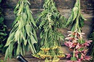 Healing herbs, herbal medicine.