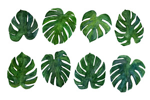 Watercolor Monstera