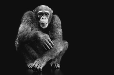 Chimpanzee monkey sitting portrait.