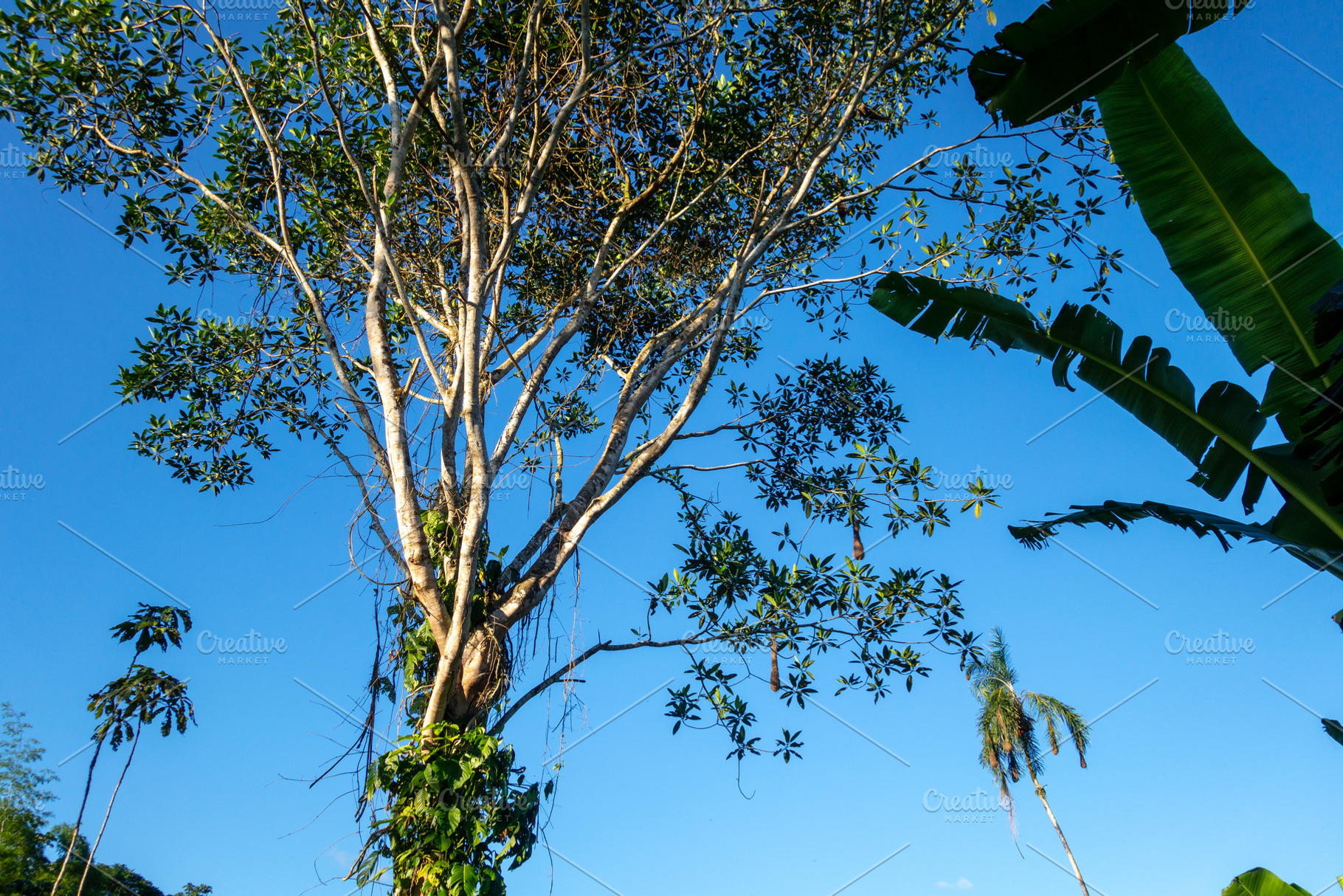 Rainforest in the Cuyabeno reserve, Ecuador, a Photo by GoodGoods