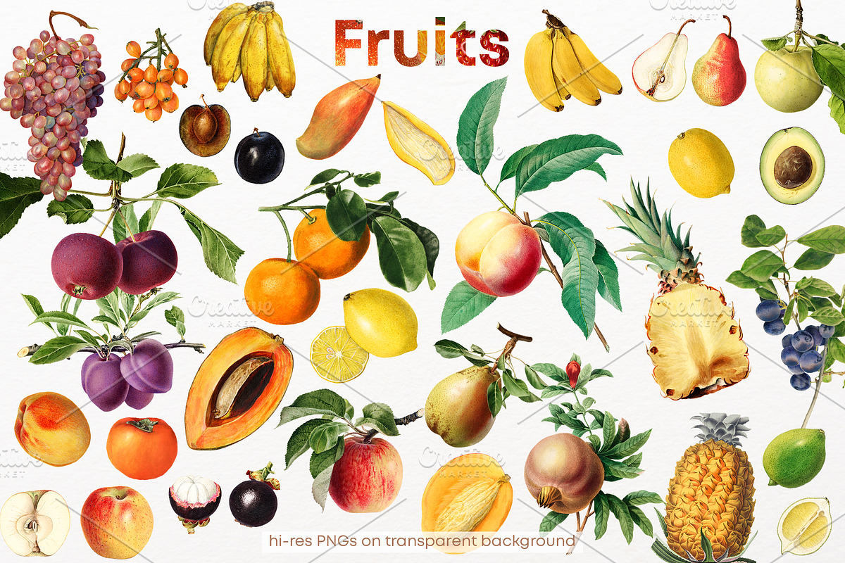 Fruit Vintage illustrations, 86 PNG, a Food Illustration by Natalka Dmitrova art (Photo 2 of 4)