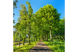 Bikeway along the rhone rhine canal in alsace france stock photo containing, a Nature Photo by Leonid Andronov