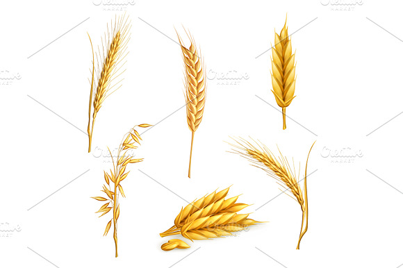 Wheat Oat Grains Vector Icon Set