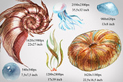 Seashell collection, a Decorative Illustration by Germesia arts store (Thumbnail 3 of 4)