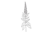 Spiked Speedwell Wild Plant Drawing, an Object Illustration by patrimonio (Thumbnail 1 of 3)