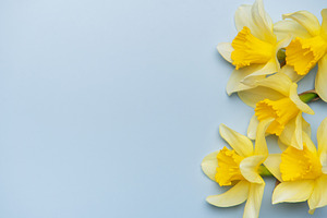 Daffodils creating a vibrant contrast on pastel blue background, a Nature Photo by Olena Rudo