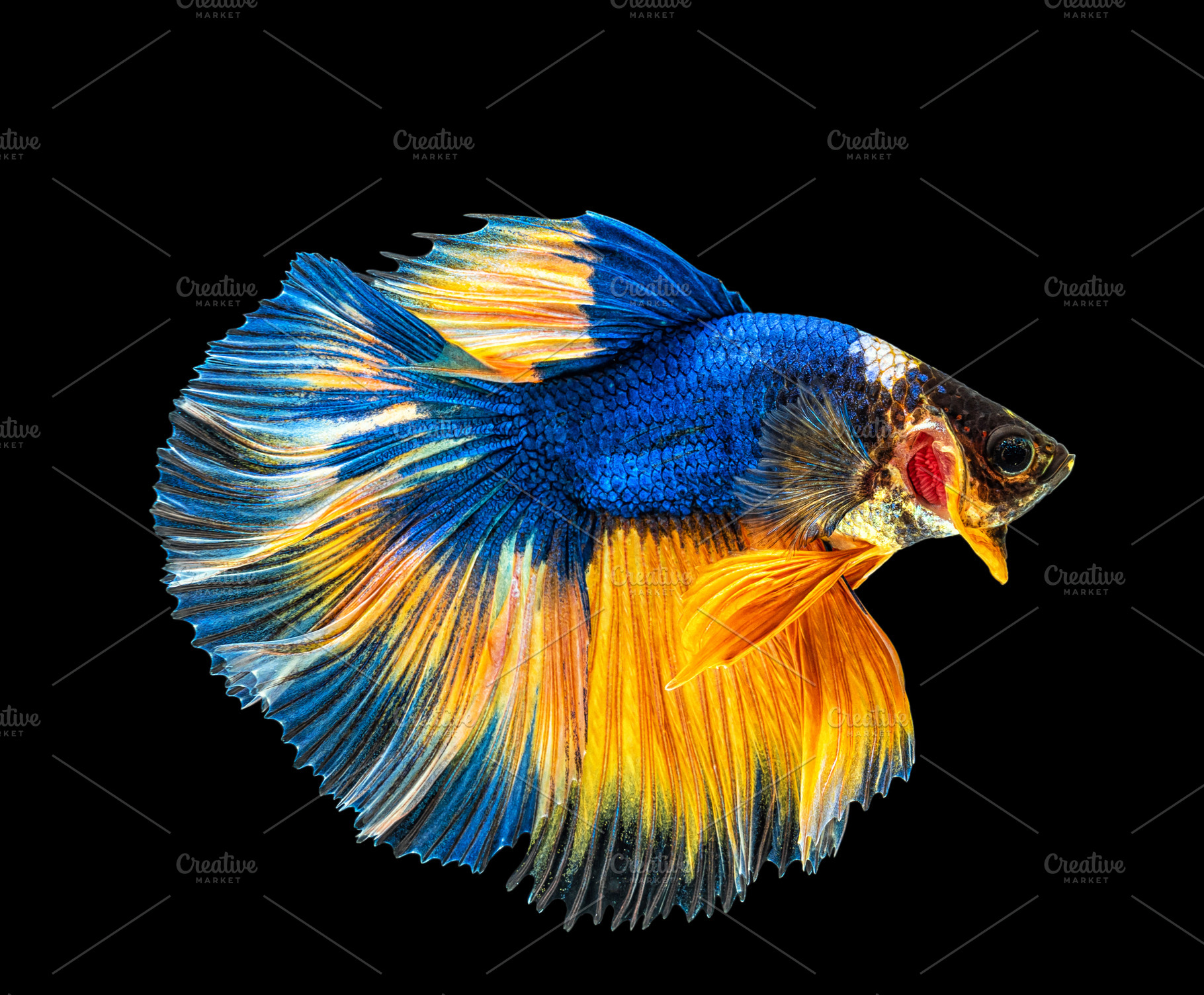 Movement beautiful of colorful siame, an Animal Photo by Tzido Gallery