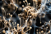 72 Microscopic Fungi Backgrounds, a Background Graphic by h.utomo (Thumbnail 21 of 72)