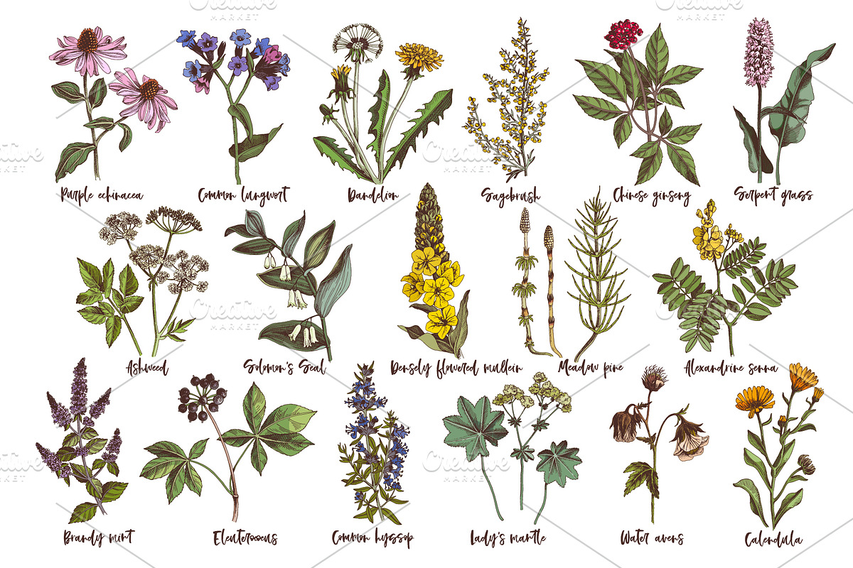 Hand drawn medicinal herbs, a Healthcare Illustration by handsketched (Photo 10 of 14)