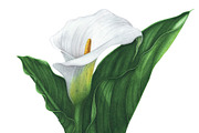 Watercolor Calla Lily, an Illustration by Katya Zlobina (Thumbnail 3 of 3)