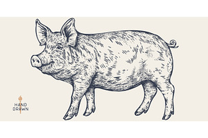 Pork, pig, hog, head, meat tag label, an Animal Illustration by Foxys Graphic