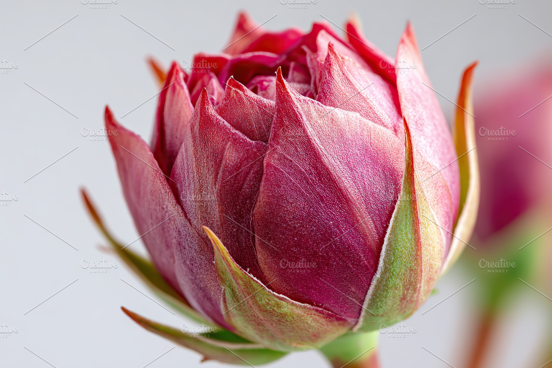 Red rosebud captured in macro view revealing intricate details of nature's beau, a Nature Photo by AlyaAnd
