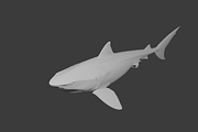 Realistic Shark 3D Model, an Animal 3D Model by Temer (Thumbnail 6 of 6)