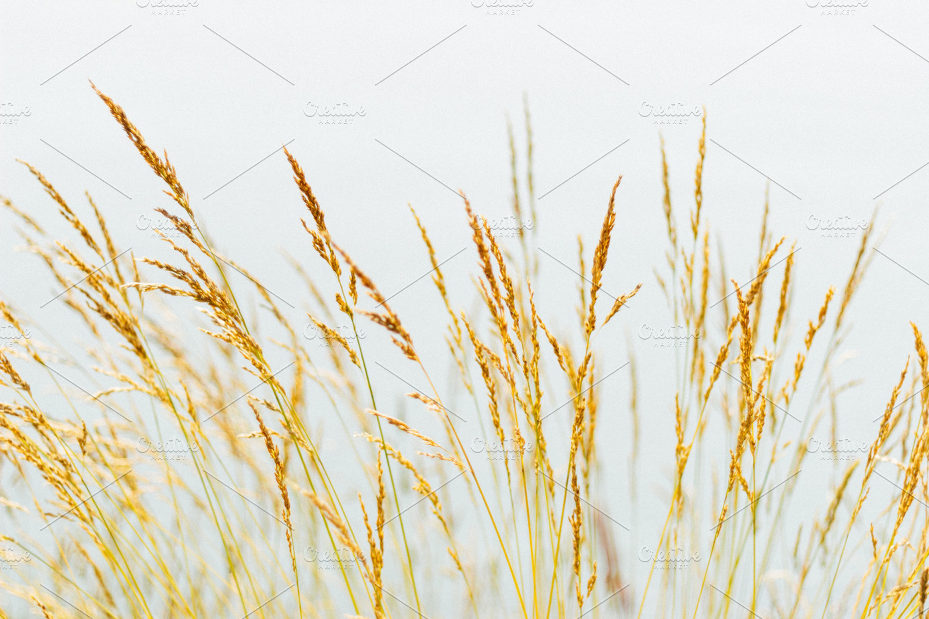 Fields Of Gold
