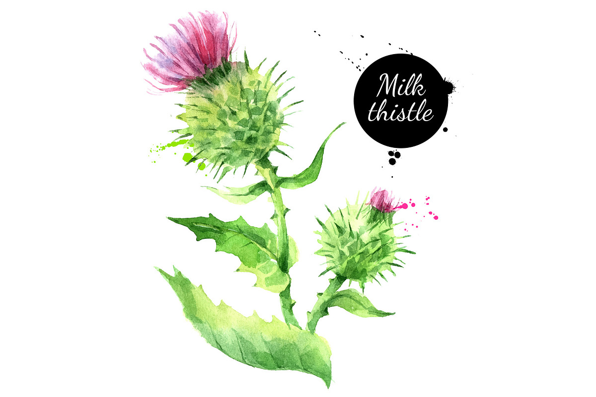 Watercolor Superfood Vector Set, a Food Illustration by Elena Pimonova (Photo 2 of 5)