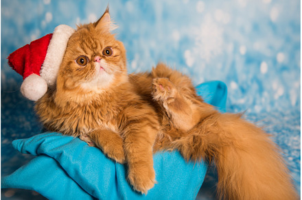 Angry cat in red Santa Claus hat on, an Animal Photo by COLORFUL