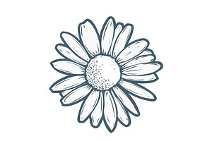 Chamomile Illustration