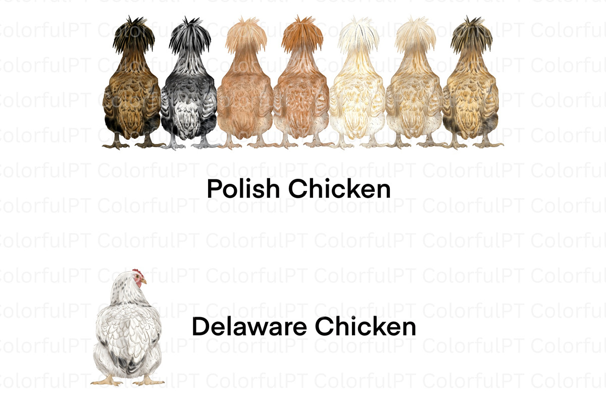 Chicken Breeds Clipart, an Animal Illustration by ColorfulPT (Photo 3 of 7)