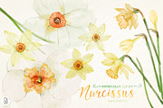Watercolor narcissus, daffodils, an Illustration by GrafikBoutique (Thumbnail 1 of 3)