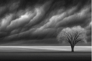 A solitary tree stands in a field as, a Nature Photo by ZinetroN
