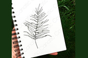 Palm leaf. Hand sketch and patterns, an Illustration by Canatic (Thumbnail 7 of 7)