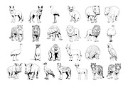 50 Safari Animals Procreate Stamps, a Brush Add-On by Procreate Sale (Thumbnail 4 of 6)