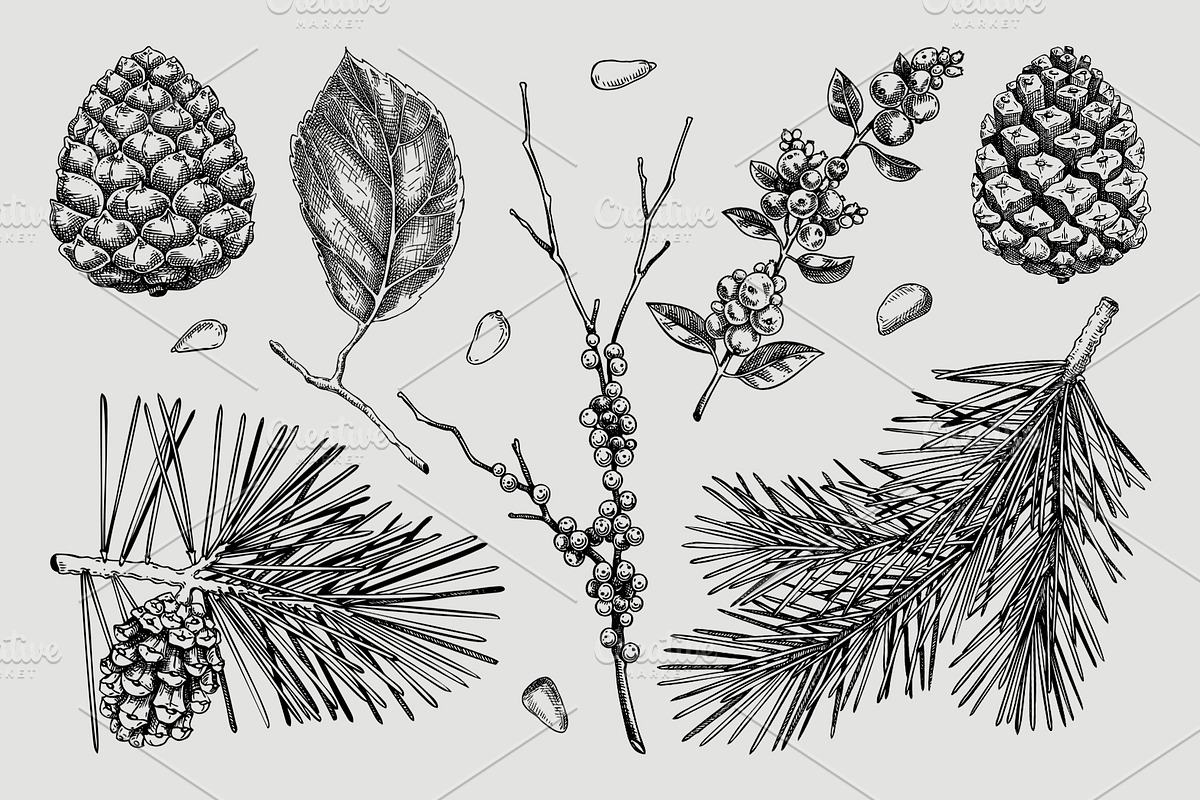 Winter Flowers Christmas Collection, a Seasonal Illustration by Yevheniia (Photo 5 of 12)