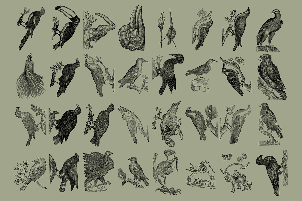 Birds of the World Illustrations, an Animal Illustration by Nomad Visuals (Photo 10 of 12)
