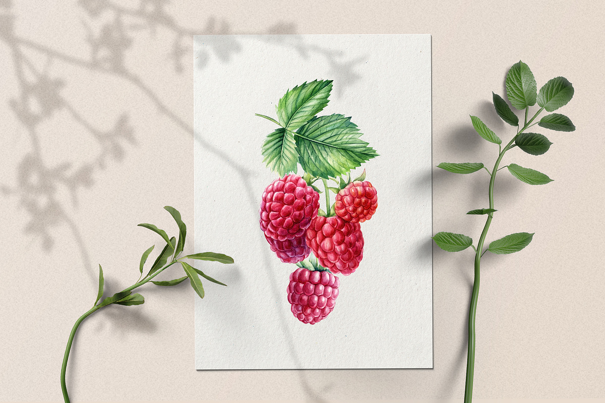 Watercolor Fresh Berries, a Decorative Illustration by Hanna Hryharenka (Photo 2 of 16)