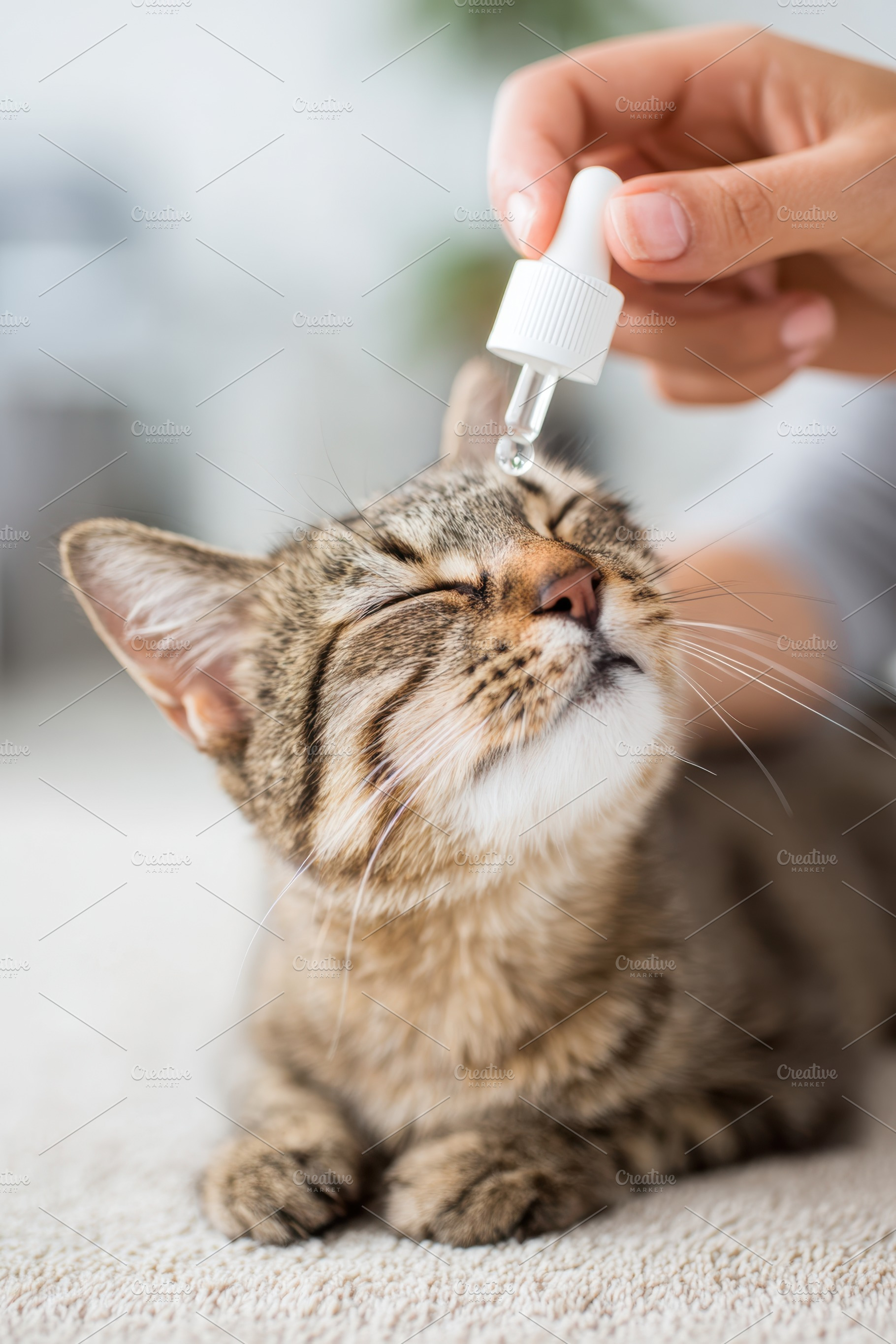 Administering care to a relaxed cat, an Animal Photo by AlyaAnd