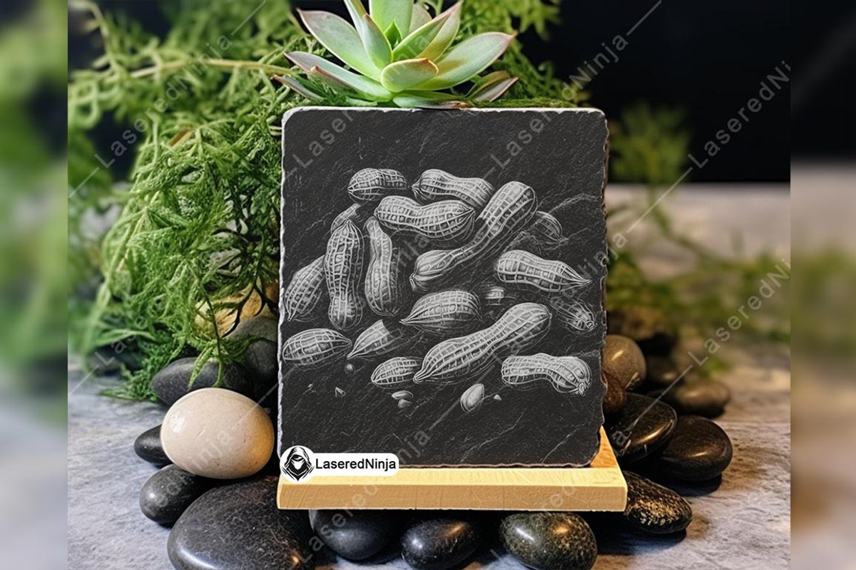 Peanut Groundnuts Root Nut Crop Plant