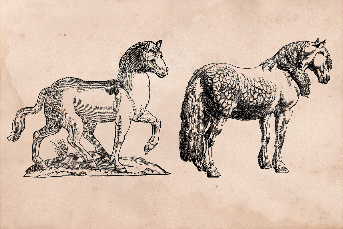 The Horse Collection, an Animal Illustration by Bayford Design
