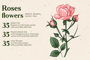 Flowers Roses. Sketch Vector