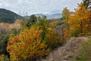 Autumn Forest Landscape with Colorfu, an Animal Photo by Perpis