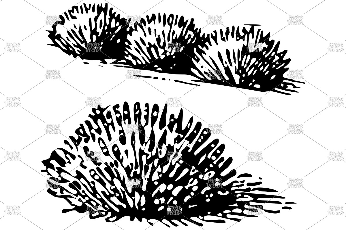 Olive cypress lavender engrave, an Object Illustration by MoreVector (Photo 3 of 4)