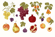 Happy Harvest, a Decorative Illustration by olga.korneeva (Thumbnail 2 of 21)