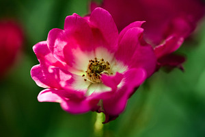 Pink rose flower blooming with white center in garden macro photo. Close-up pho, a Nature Photo by Rohan Photography