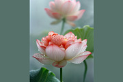 Serene Lotus Rain, a Seasonal Illustration by StockVerse Creative (Thumbnail 2 of 4)