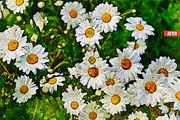 Pure Watercolor Photoshop Action, an Action Add-On by Design Forest (Thumbnail 19 of 32)