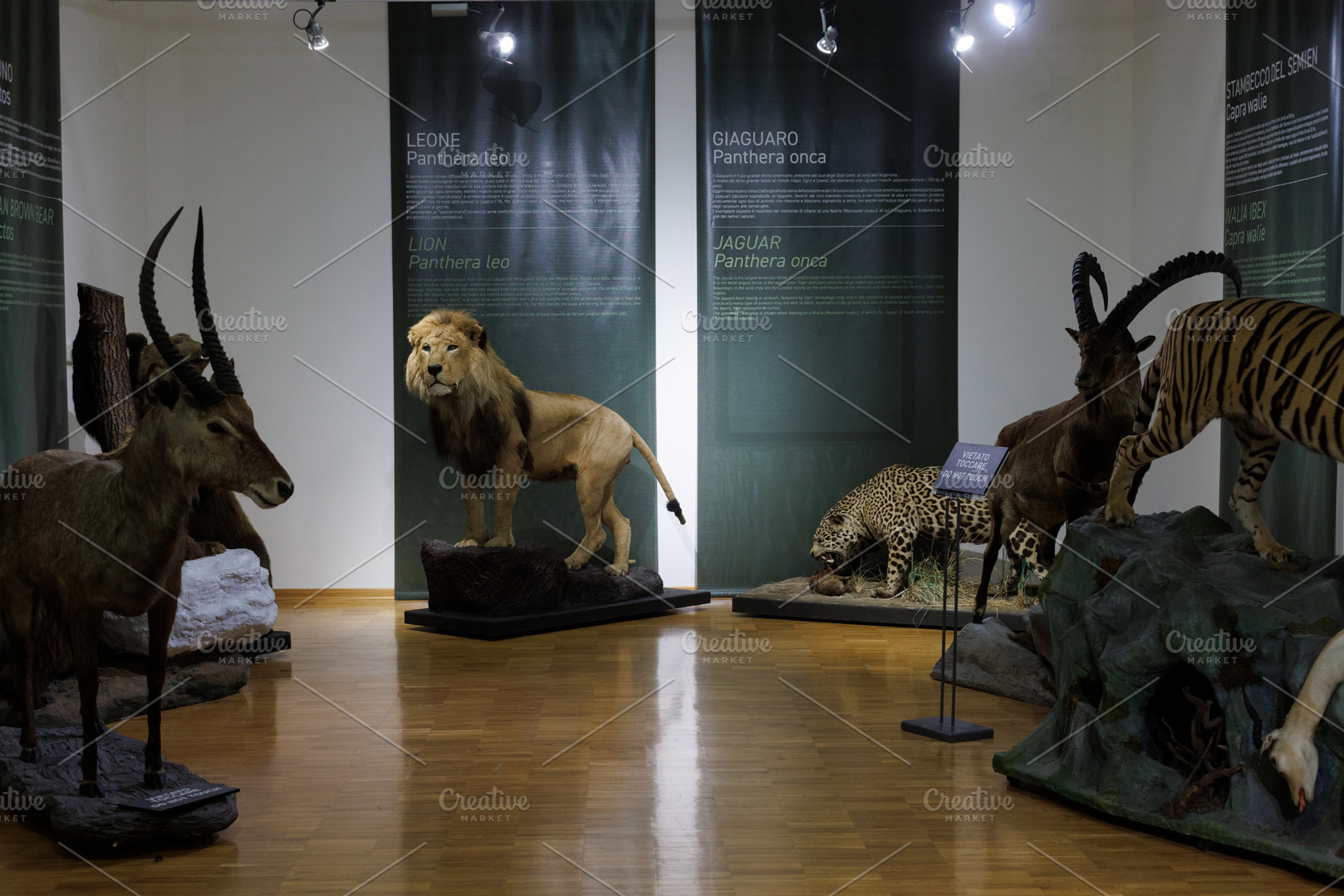 Taxidermy display featuring a lion, jaguar, Semien ibex, an Animal Photo by Bepslabor