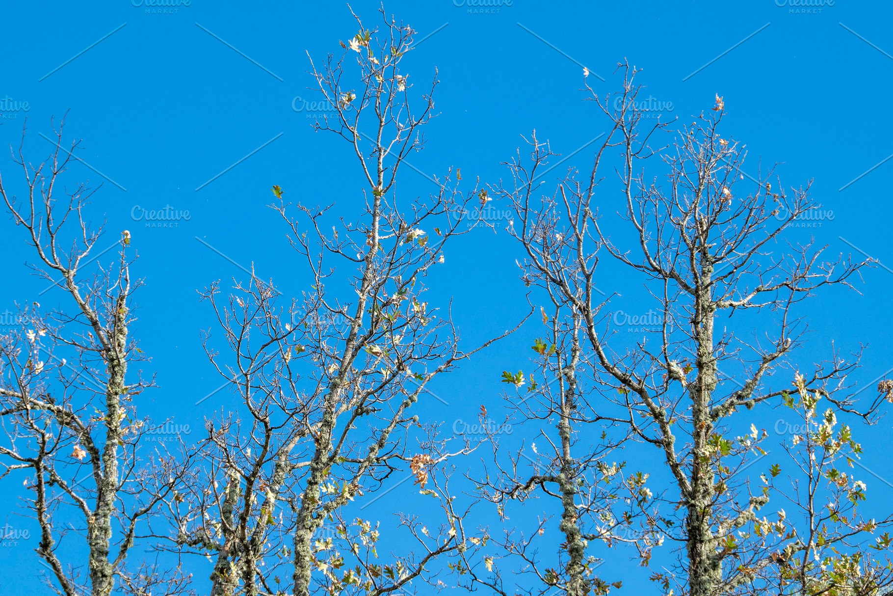 Bare tree branches against a clear blue sky, a Nature Photo by DanFLCreativo