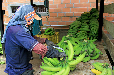 Cutting bananas on columbian featuring colombia, banana, and green, a Nature Photo by reisegraf.ch