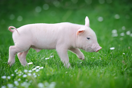Piglet stock photo containing pig and mammal, an Animal Photo by Byrdyak