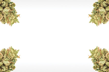 Marijuana Buds on White Background