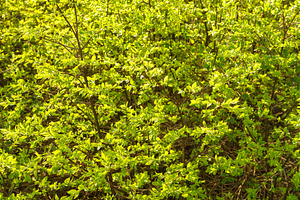 Full frame image of dense lime green shrub with young leaves in late spring or, a Nature Photo by Eugene_Photo